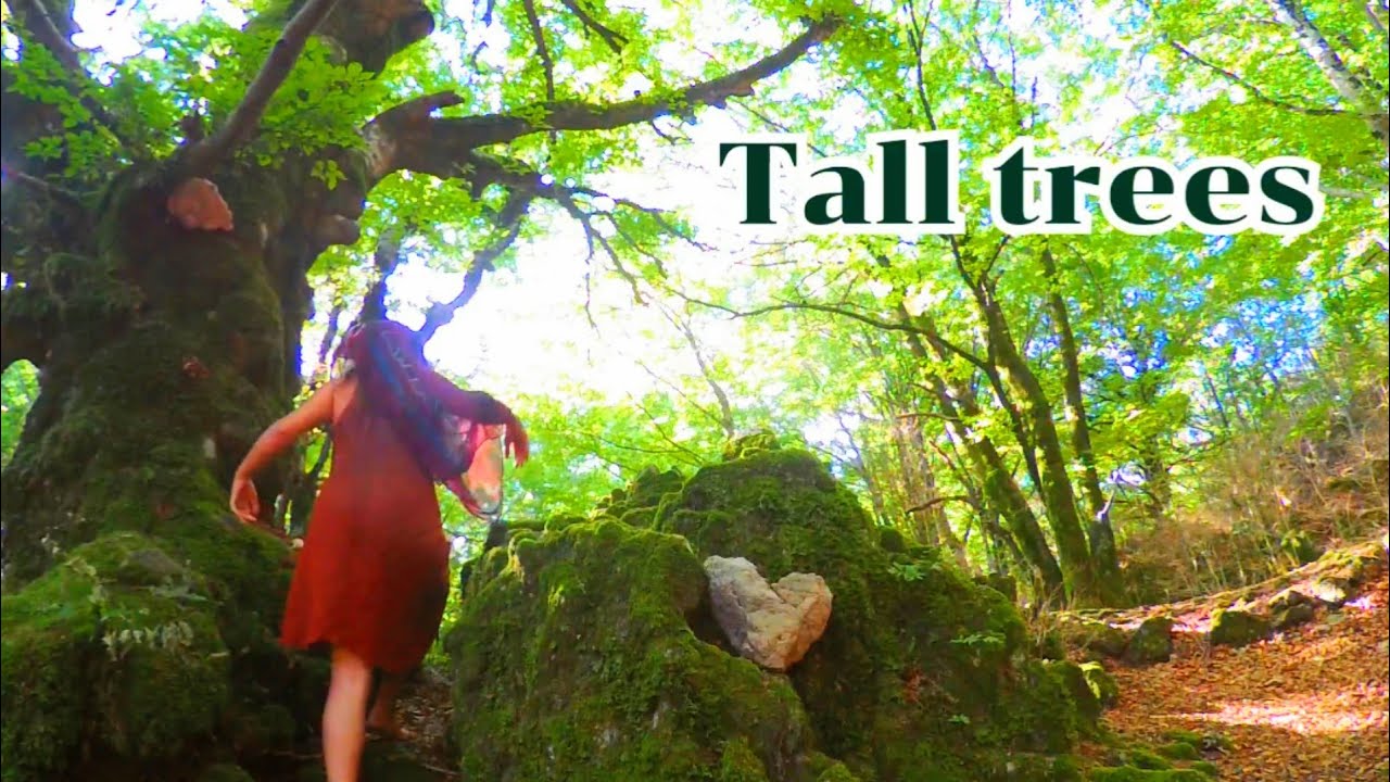 TALL TREES (Rainbow song) Yasemin Love 