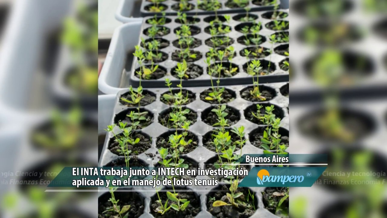 Lotus tenuis, una leguminosa que dice presente