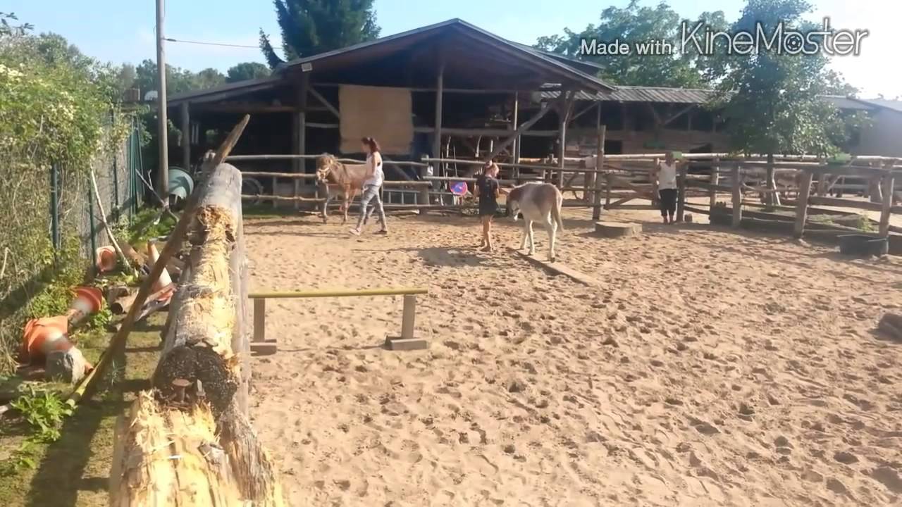 Eselnest Pieschen kommt mal vorbei