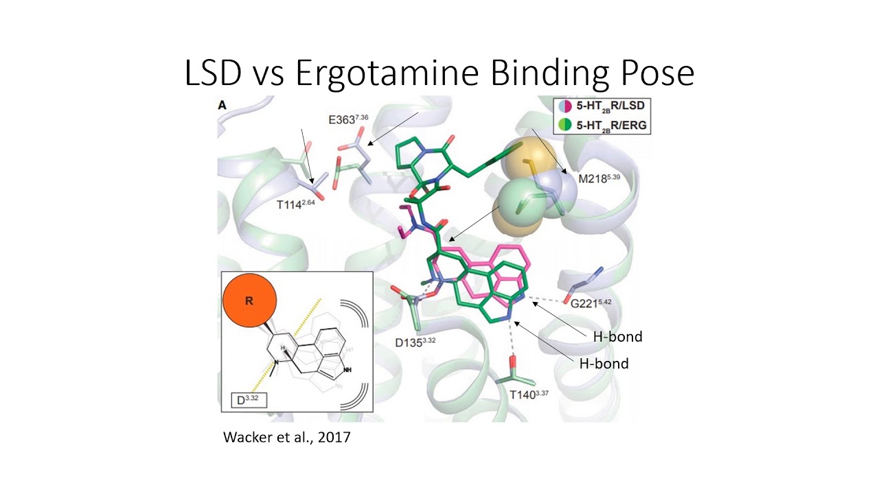 Crystal structure of an LSD-bound human serotonin receptor