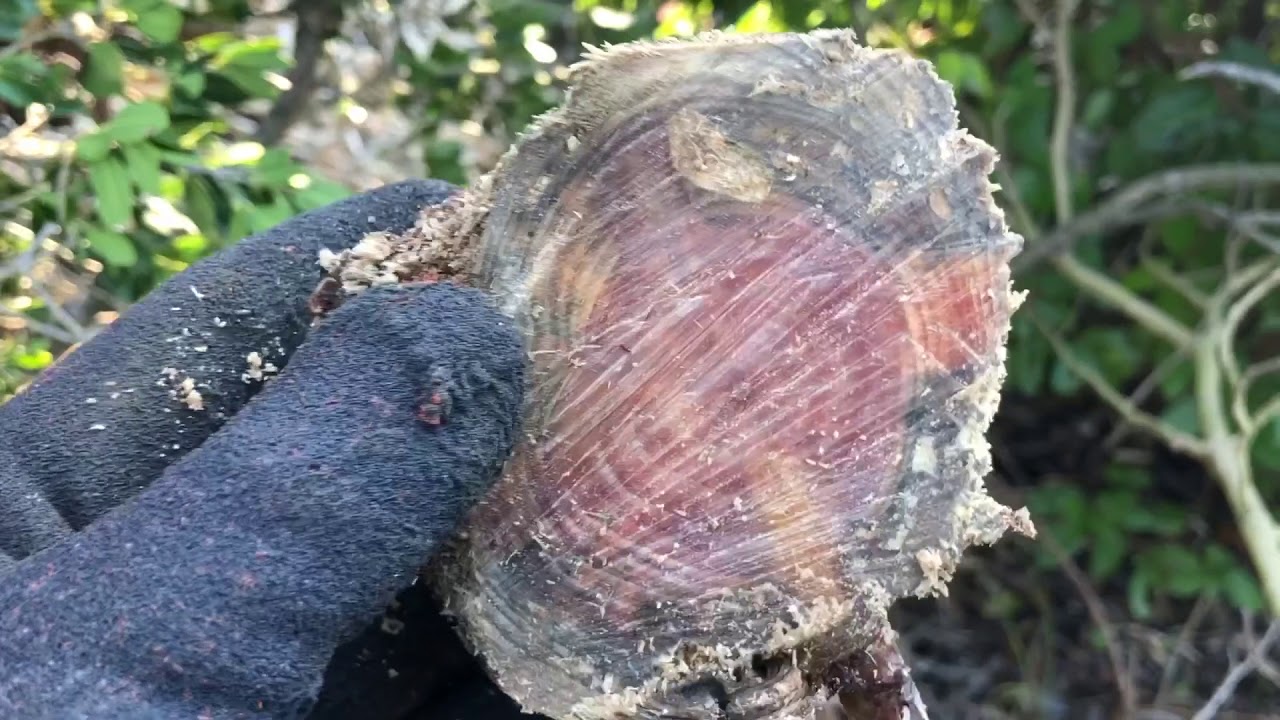 Fatwood ITA