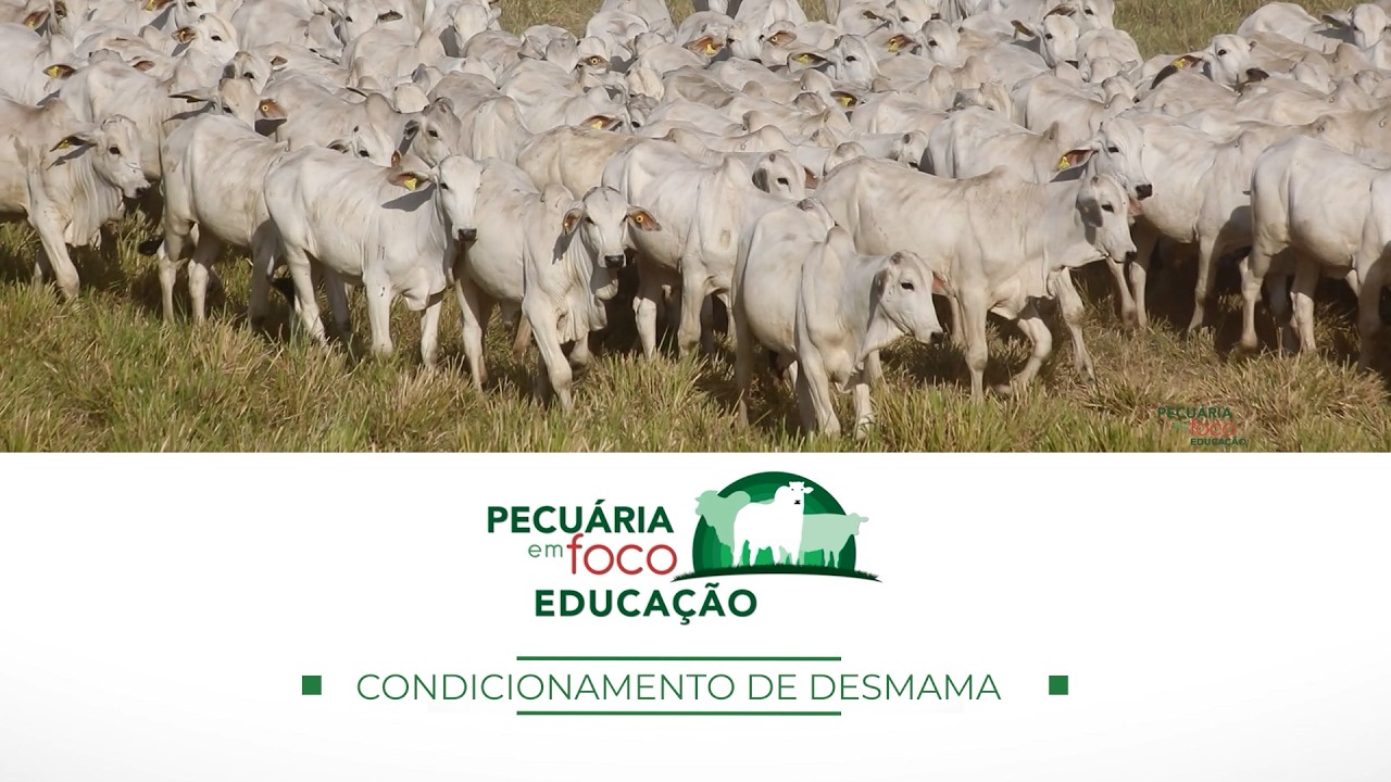 32 - CONDICIONAMENTO DE DESMAMA - PECUÁRIA EM FOCO EDUCAÇÃO