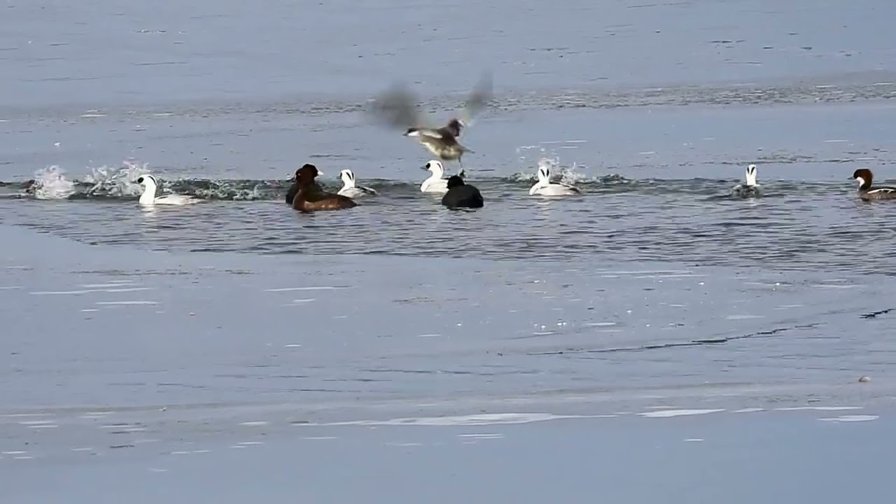 Morčák malý, Mergellus albellus, Smew