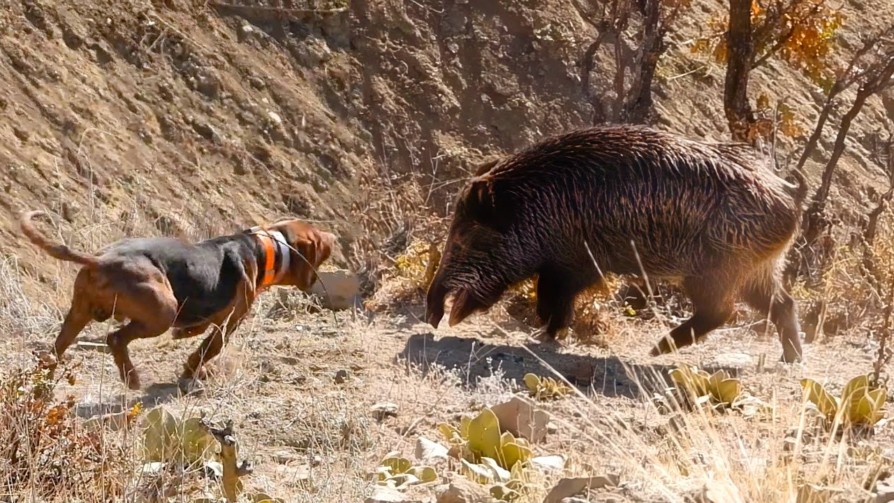 EPIC HUGE BOAR HUNTS:  FEARLESS Dogs, Perfect HOG SHOTS, Best HUNTING Scenes!