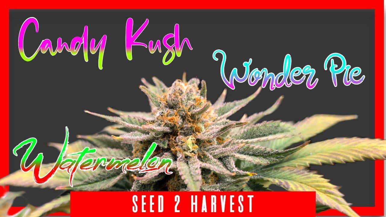 Seed to Harvest - Candy Kush, Watermelon, Wonder Pie