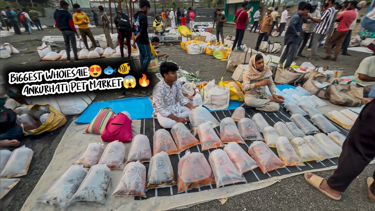 Ankurhati Fish Pet Market | Aquarium Fish Price Update | Ankurhati Howrah Fish Market | Pet Market