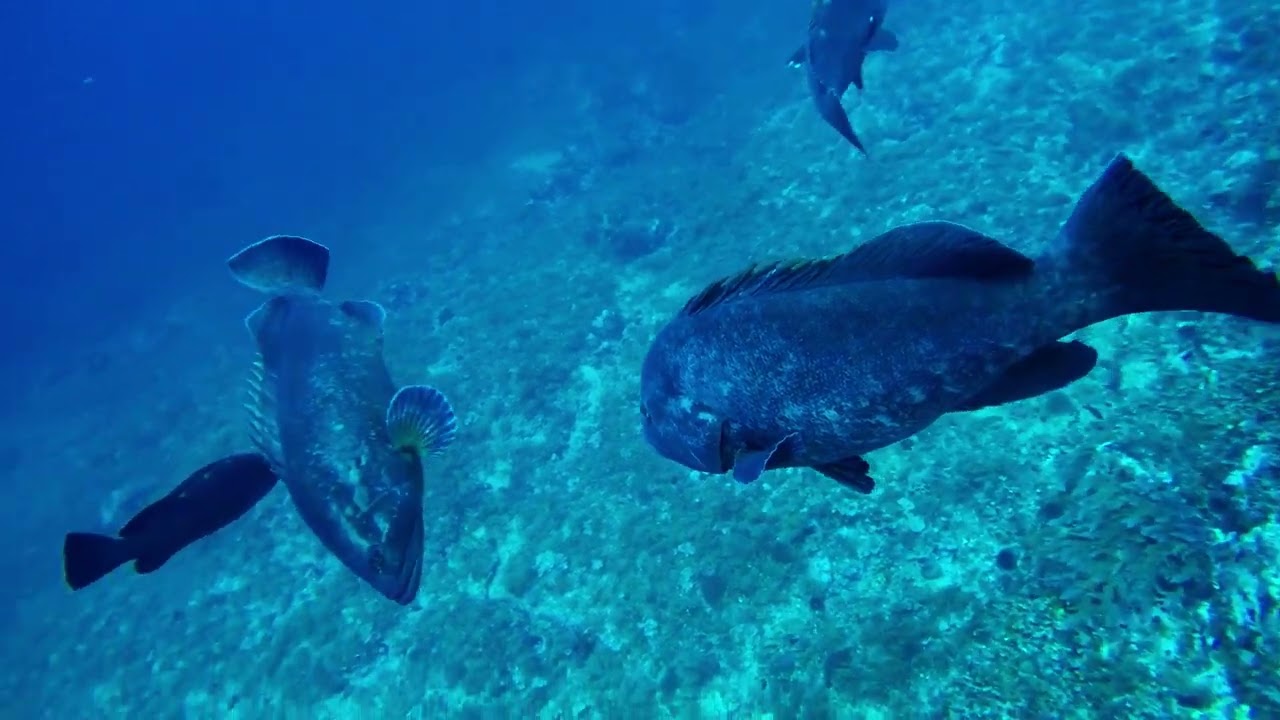 Buceo en el Bajo de Dentro el 22/6/24