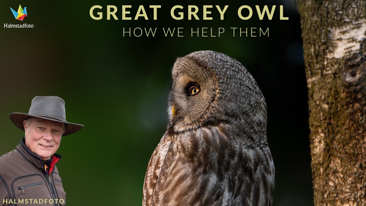 WILDLIFE PHOTOGRAPHY II Bird photography II How to find the great grey owl by helping them. Nikon Z9