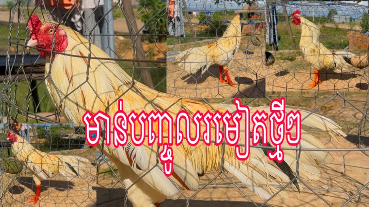 Part 12, មាន់បញ្ចូលរមៀតលើកទីពីរ#មាន់នាំចូល