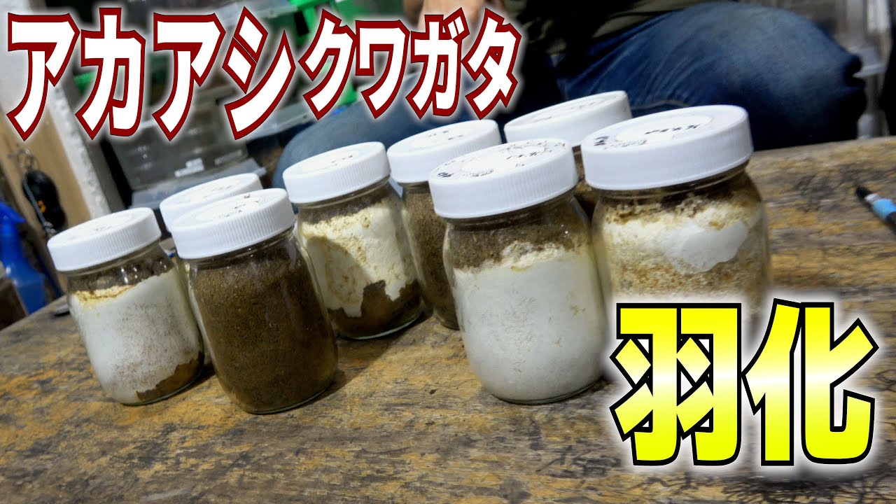 アカアシクワガタが羽化しました【クワガタ飼育】