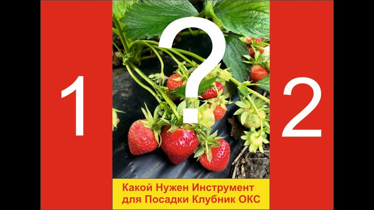 Посадка клубники ОКС. Как и каким инструментом сажать клубники ОКС.