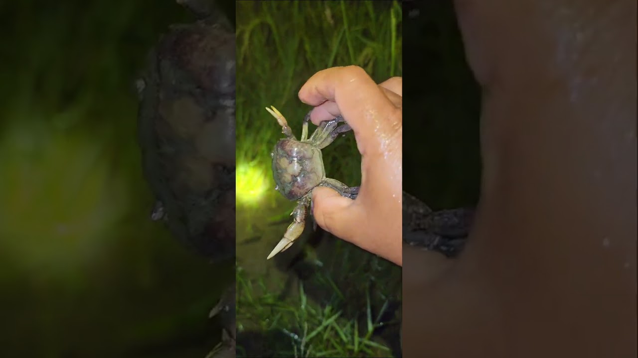 Catching crabs in the rice fields is very rich, life is like a village.