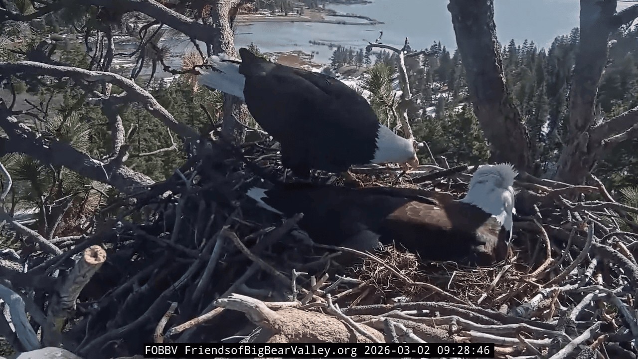 WOW! 💨 Shadow Battles Wind With Stick - Can Barely Stand in Nest! | Big Bear Eagles FOBBV
