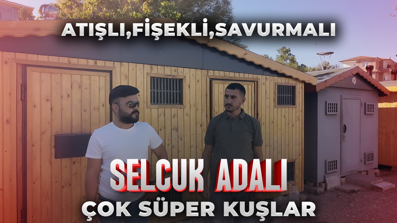 🏆 SELÇUK ADALI SAHNEDE! Perşembe 22:00’de CANLI MEZAT ✋ KAÇIRMA!