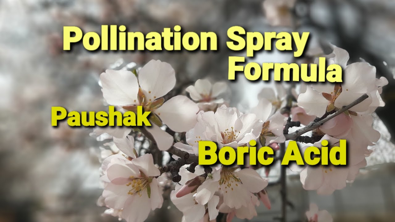 Pollination | Best Spray for pollination in Apples | Boron spray