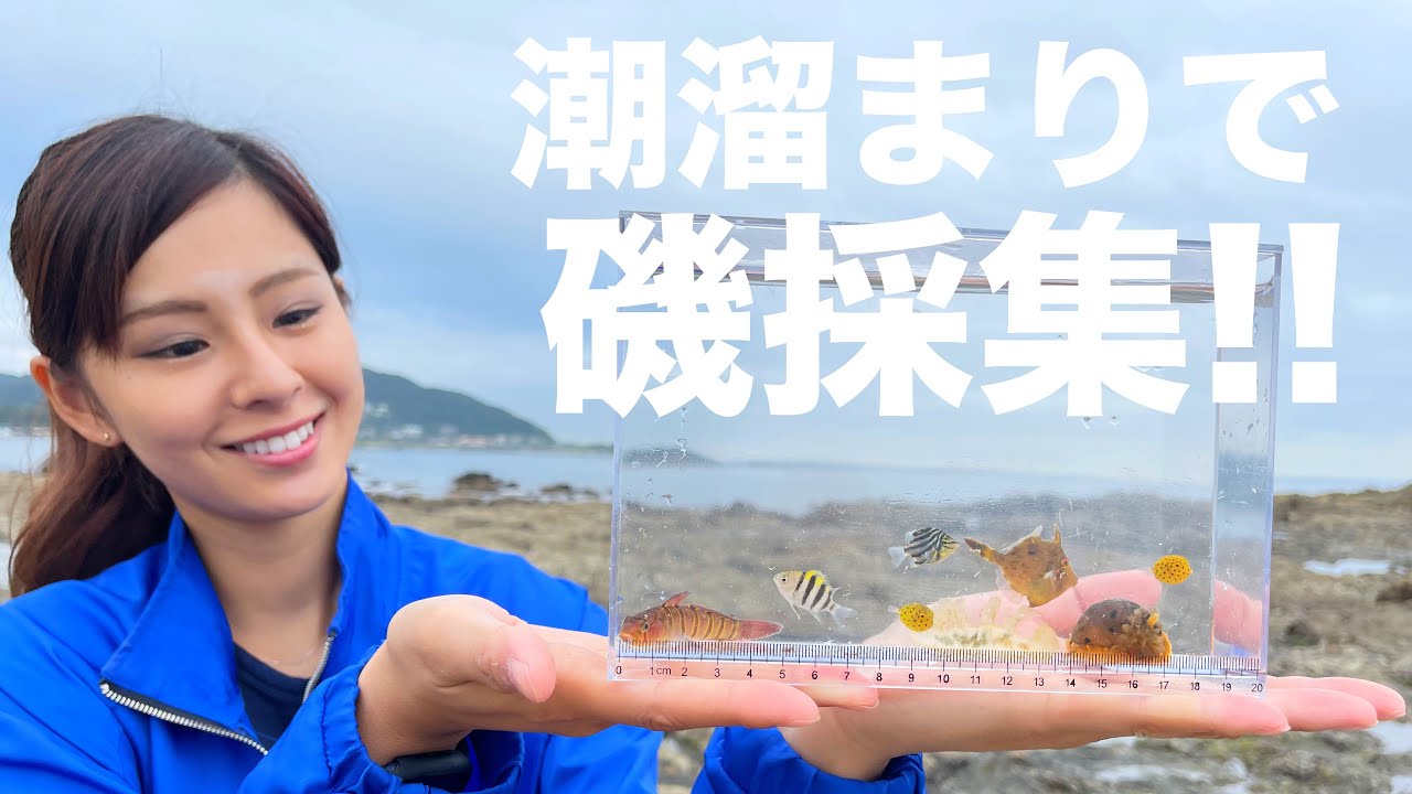 【ガサガサ磯遊び】磯採集をしてみた結果...死滅回遊魚や珍しい生物に出会いました！！