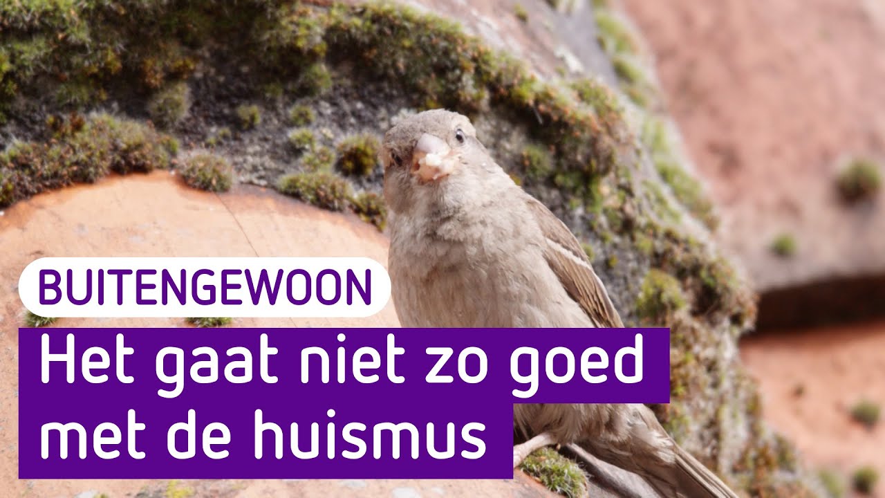 Het gaat niet zo goed met de huismus - BuitenGewoon