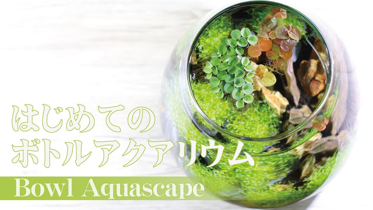 【簡単】リシアと気孔石を使ったボトルアクアリウムの作り方