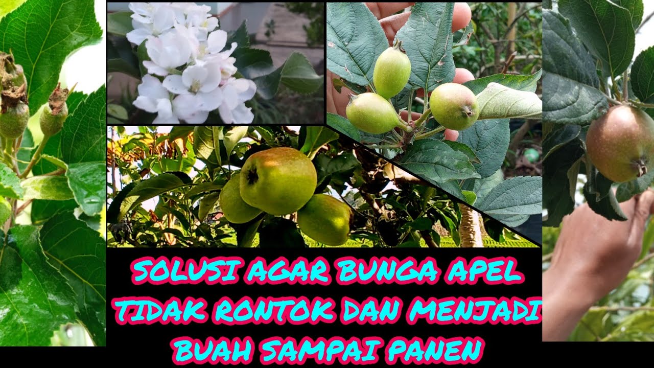 AGAR BUNGA APEL TIDAK RONTOK SEBELUM MENJADI BUAH