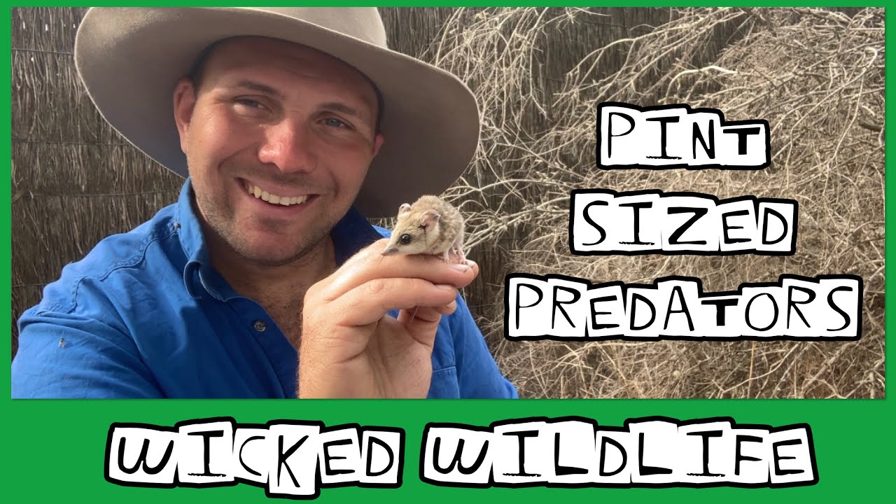 The Dunnart   Tiny Carnivourous Marsupials