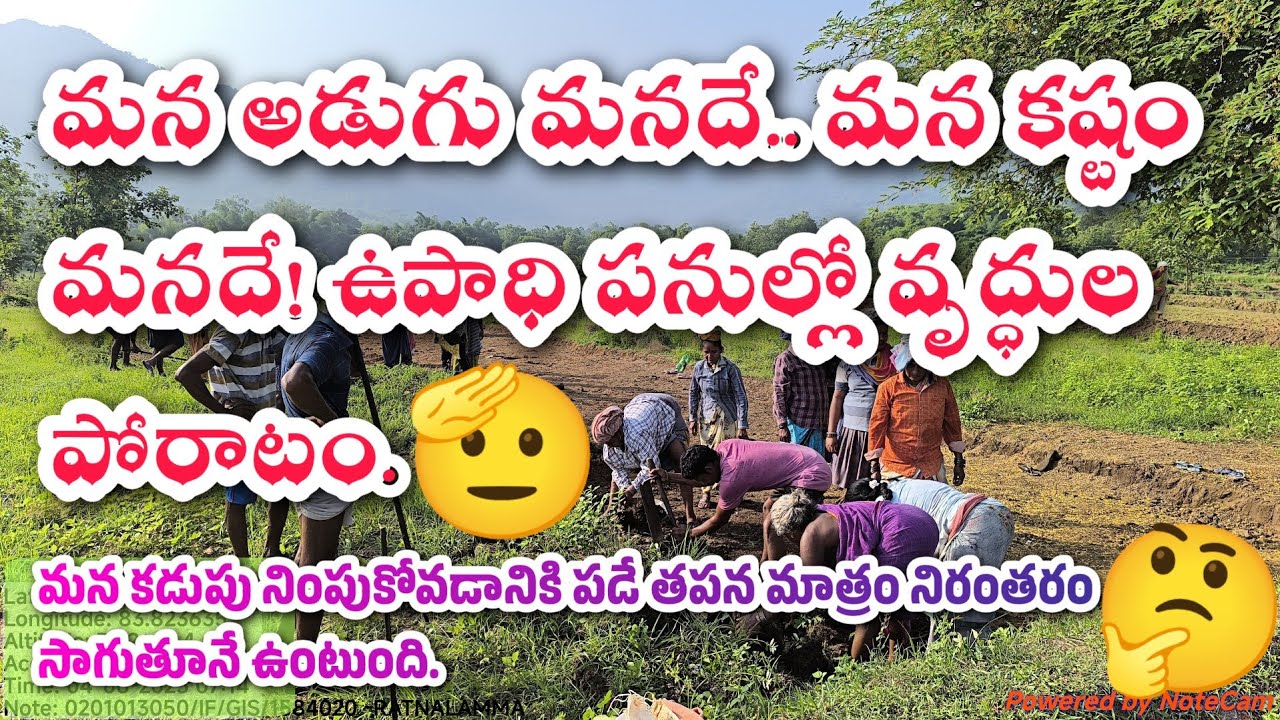 వయసుపైబడిన వారే ఉపాధికి ఆధారం_యువత దూరం #mgnregs #VillageLife #oldagestrength #ruralindia #HardWork 