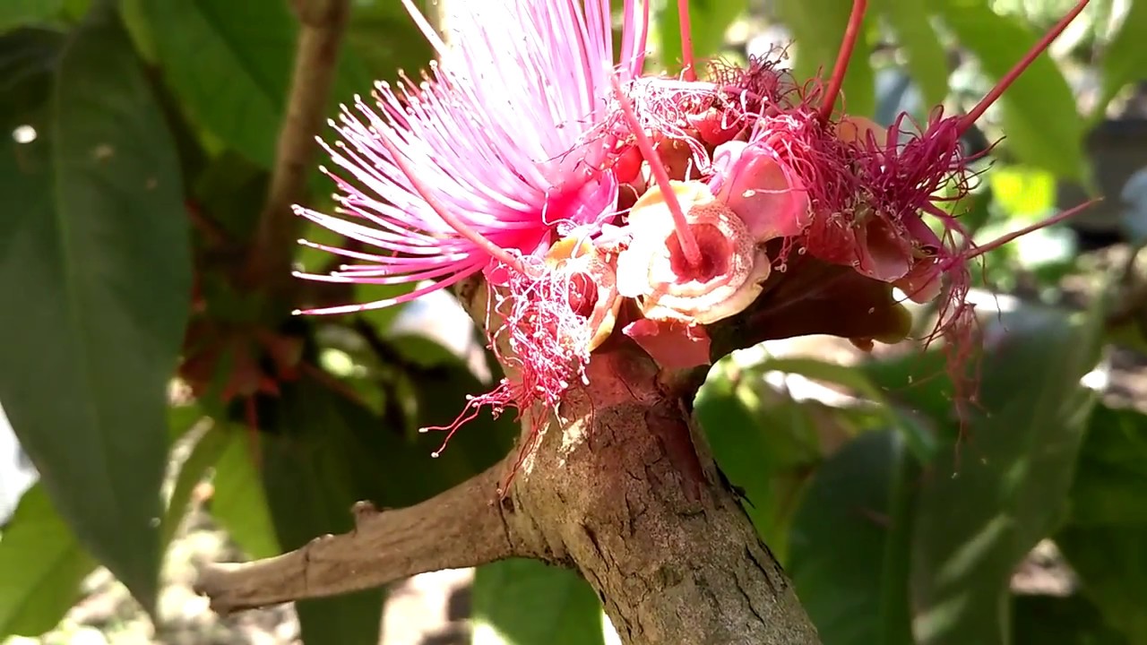 Tabulampot Jambu Bol Jamaika Berbunga | Rose Apple Jamaika