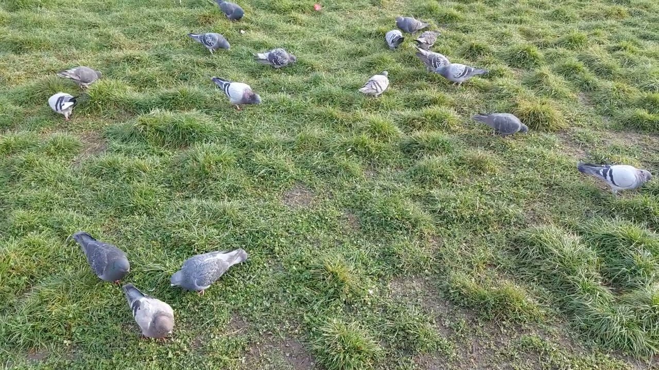 Pigeons Feeding on Grass | Urban Bird Nature Video