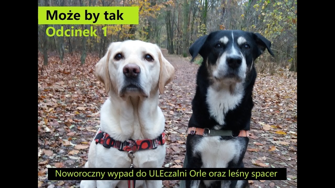 Może by tak (1): Noworoczny wypad do ULEczalni Orle i leśny spacer