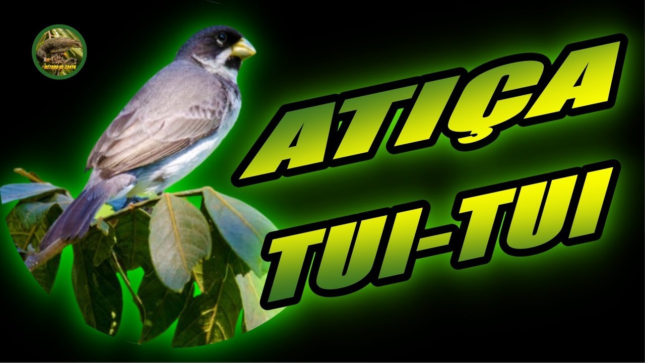 PAPA CAPIM TUI TUI 🔥ATIÇA TUI-TUI🔥ENSINAMENTO #papacapim #tuitui #coleirinho #coleiro