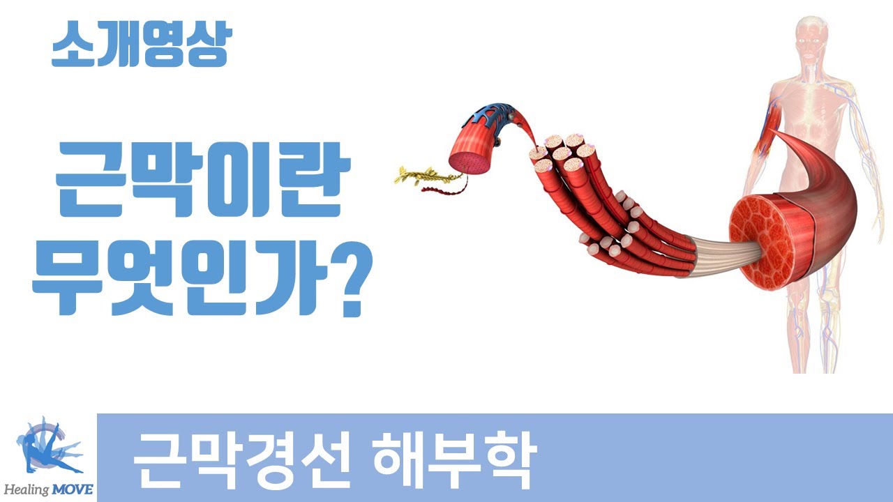 근막이란 무엇인가?  what is fascia? | 근막경선 해부학 | 힐링무브