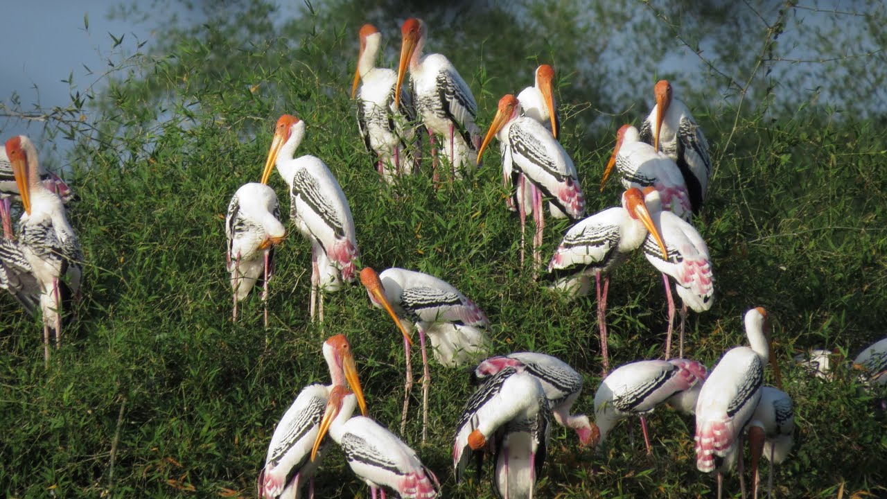 Vedanthangal Bird Sanctuary,Wildlife documentary