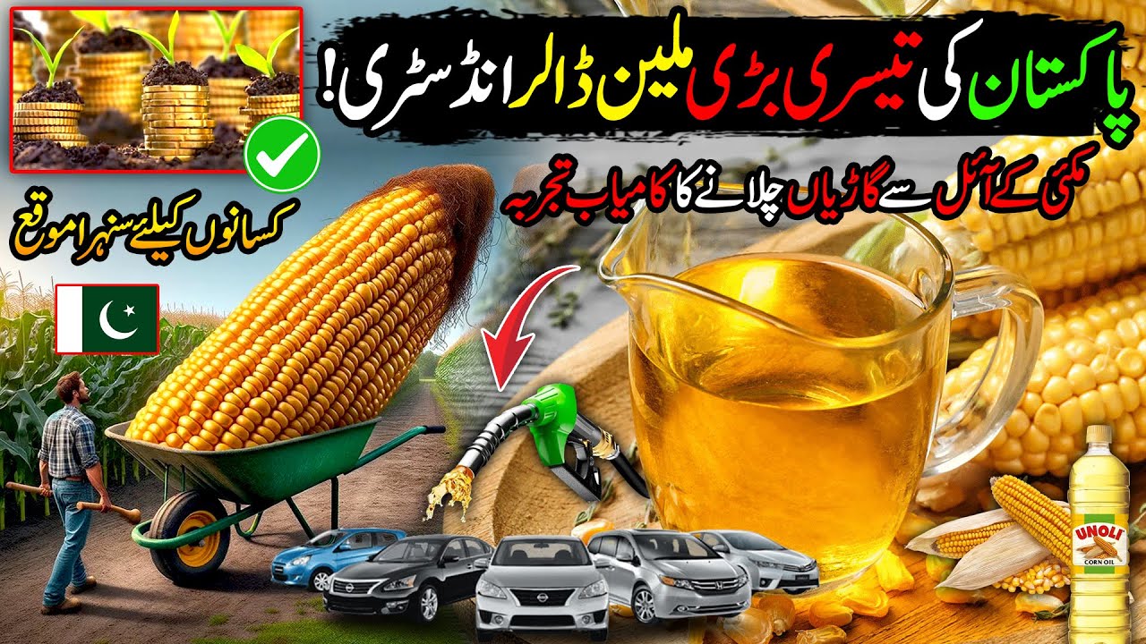 Corn Farming | Pakistan's 3rd Most Important cash Crop | Best Crop For Farmers | Kissan Ka Pakistan