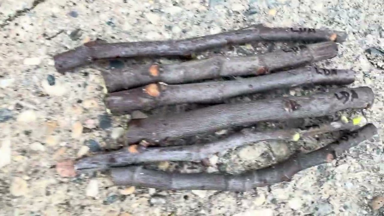 What to look for in fig cuttings