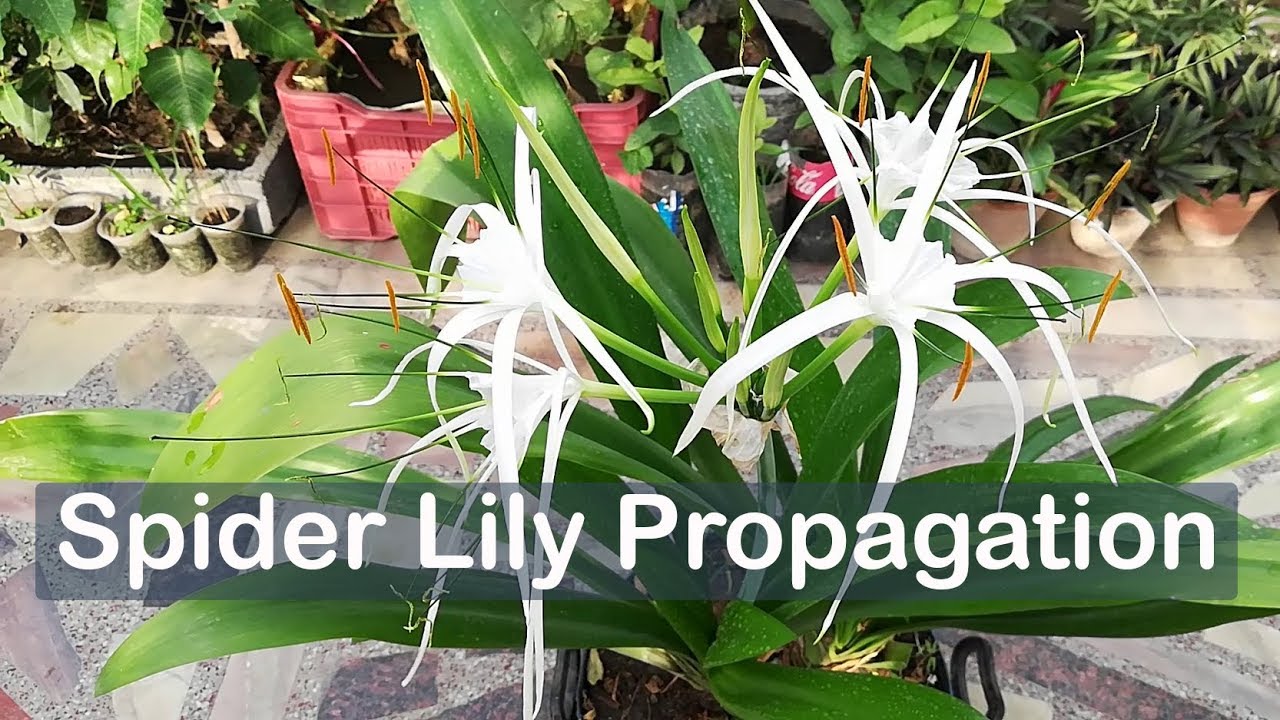 Spider Lily Propagation by Dividing | Hymenocallis