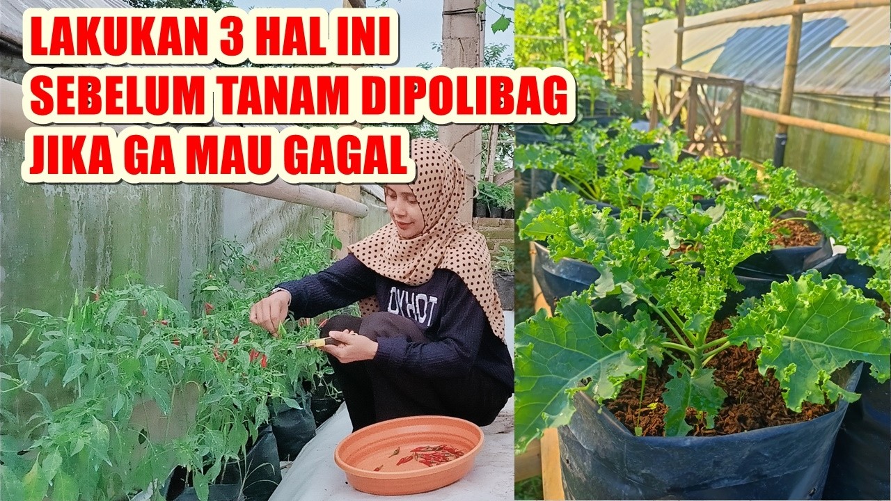 3 HAL WAJIB AGAR TANAMAN SUBUR DIPOLIBAG TANPA PUPUK TAMBAHAN