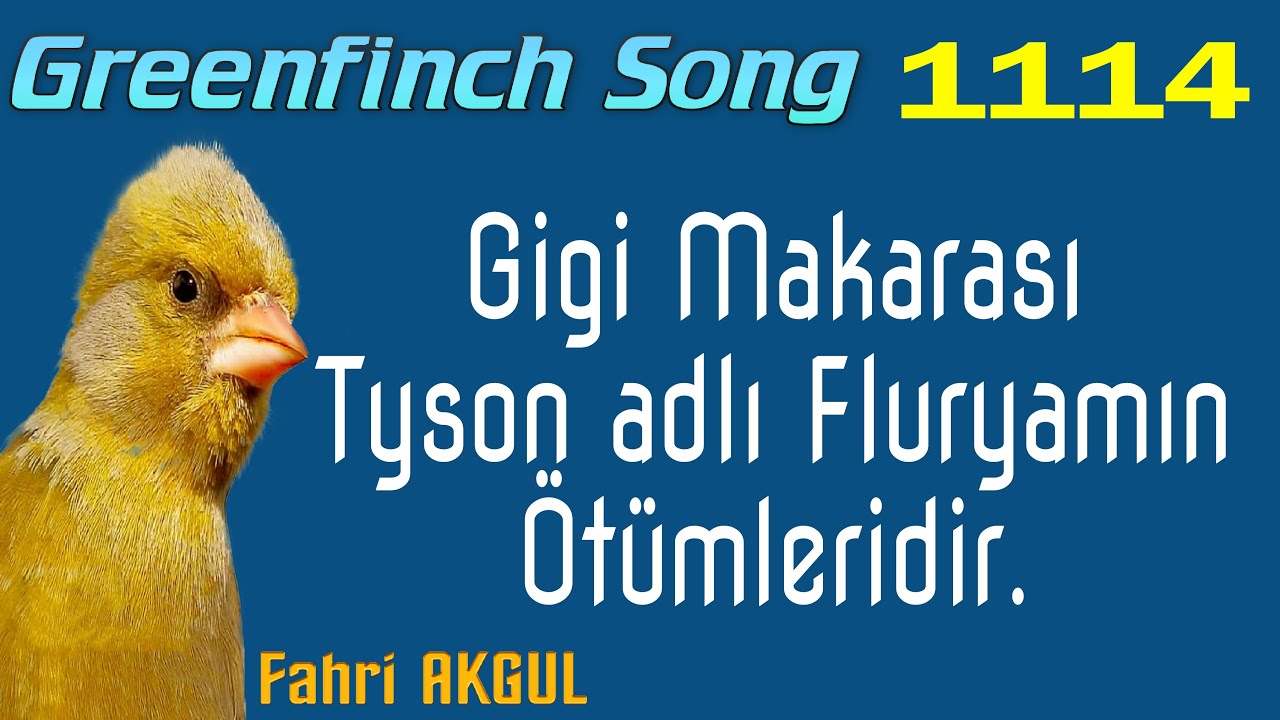 Flurya Kuşu Ötümü 1114 - Gigi Makarası (Tyson bendeki son kaydı)