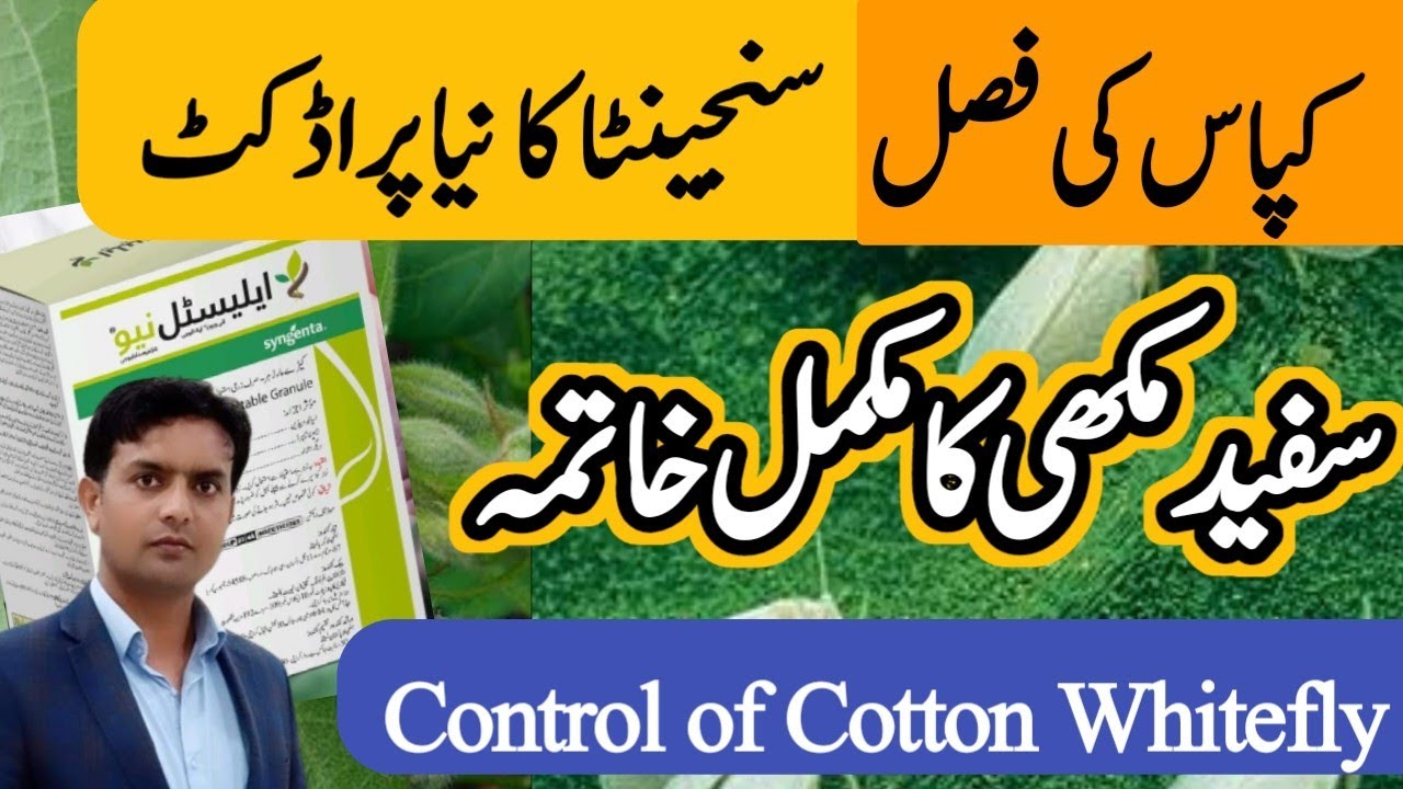 Securing Cotton Crop Success: Syngenta's Elestal Neo - Your Answer to Whitefly Challenges | whitefly