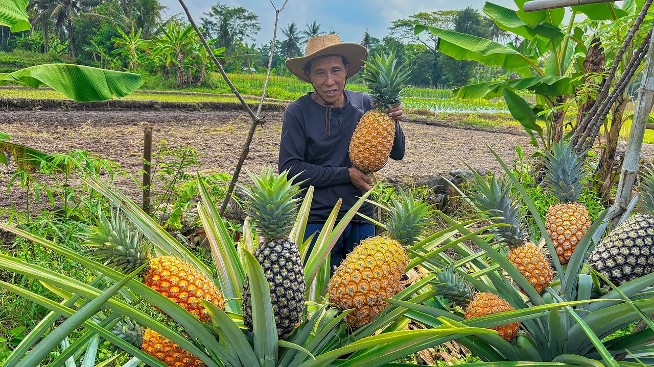 Memetik Nanas Madu Jumbo | Bikin Strudel Nanas Spesial Untuk Jumat&nbsp;Berkah | Kampung Halaman