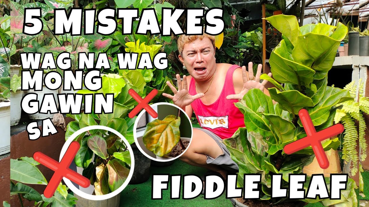 5 MISTAKES IN GROWING FIDDLE LEAF FIG TREE | FICUS LYRATA PLANT CARE