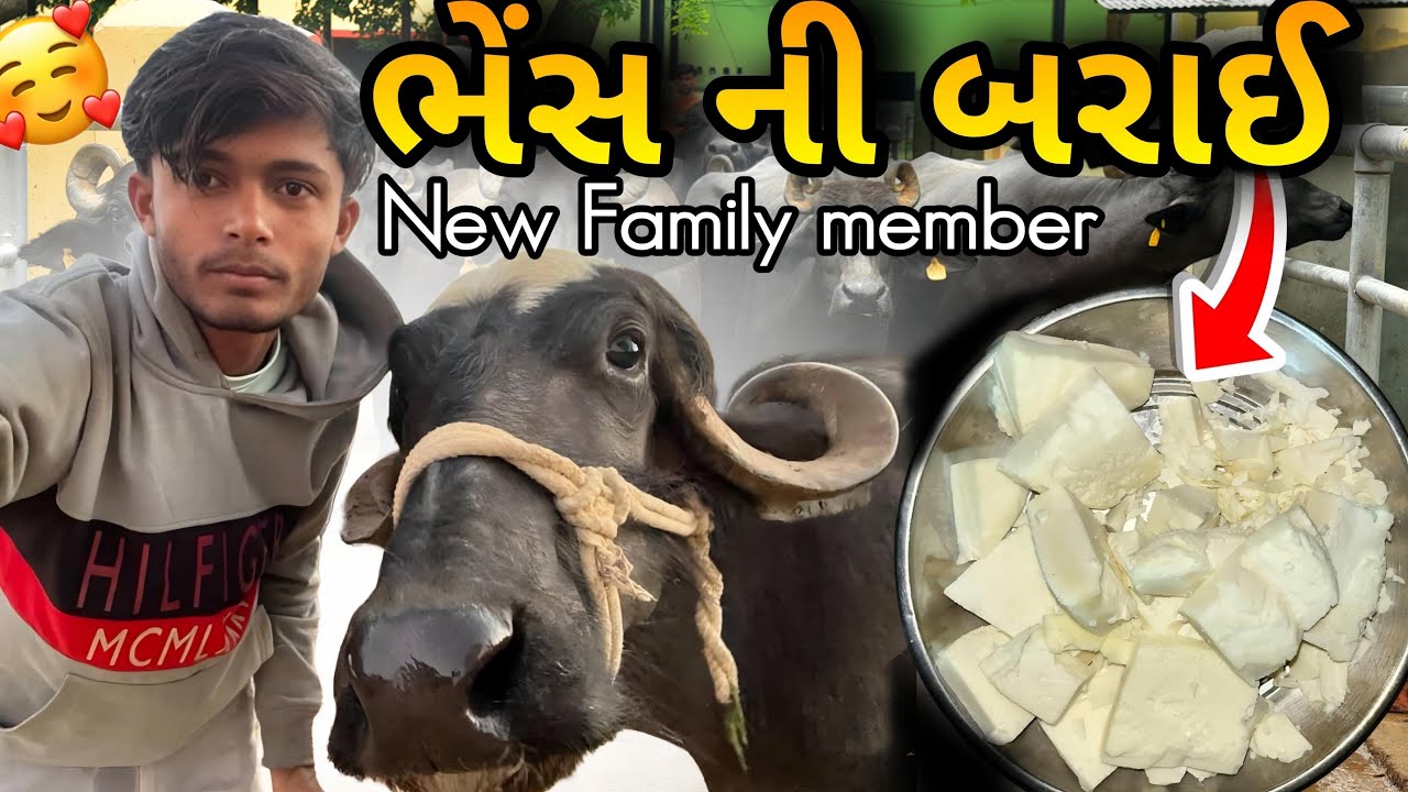 ભેંસ ની બરાઈ નવું ફેમિલી મેમ્બર || Buffalo's Barai new family member