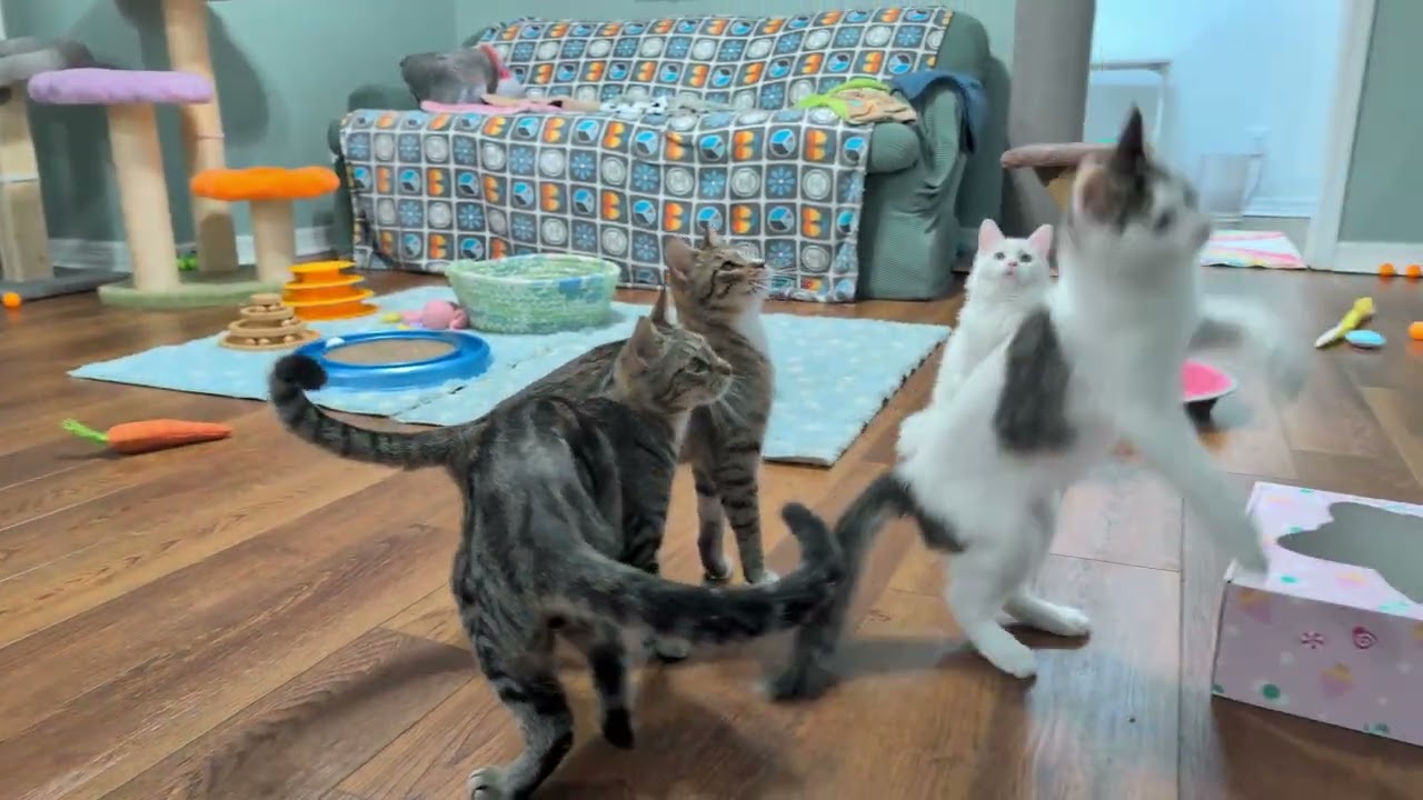 Nightcaps: Da kittens and da bird