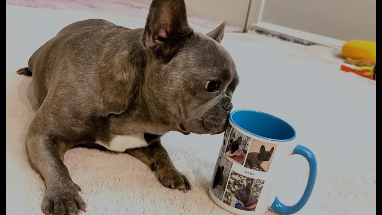 Frenchie Reaction to Shutterfly Mug Gift - typical French bulldog behavior
