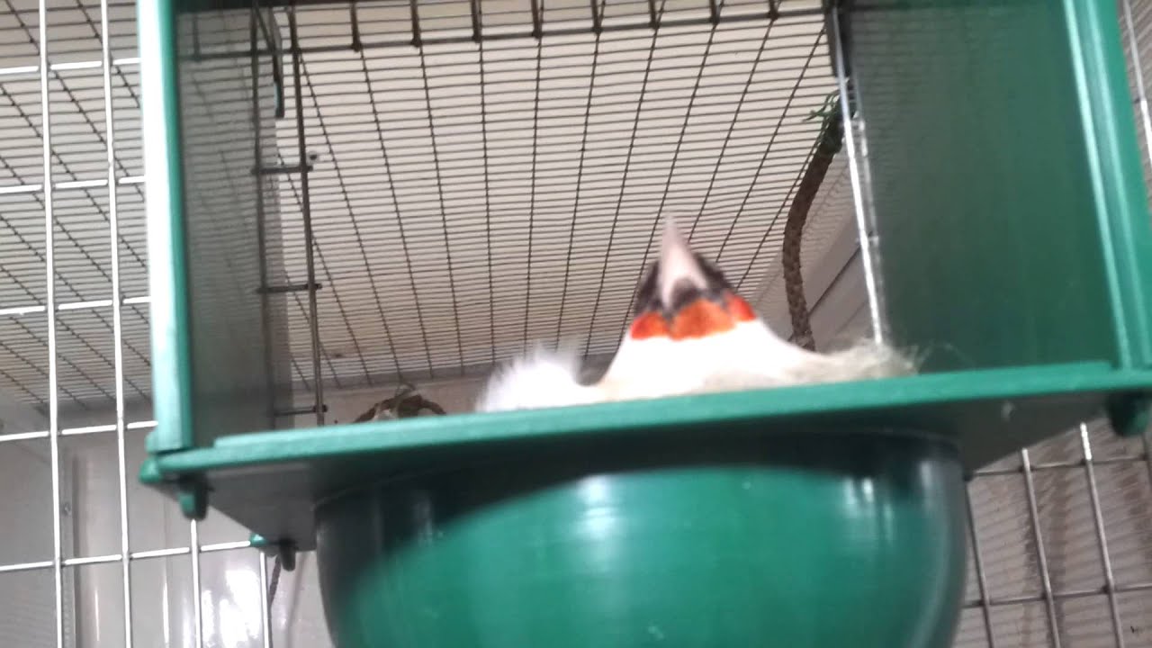 Allevamento Cardellini  2013 Goldfinches breedingroom