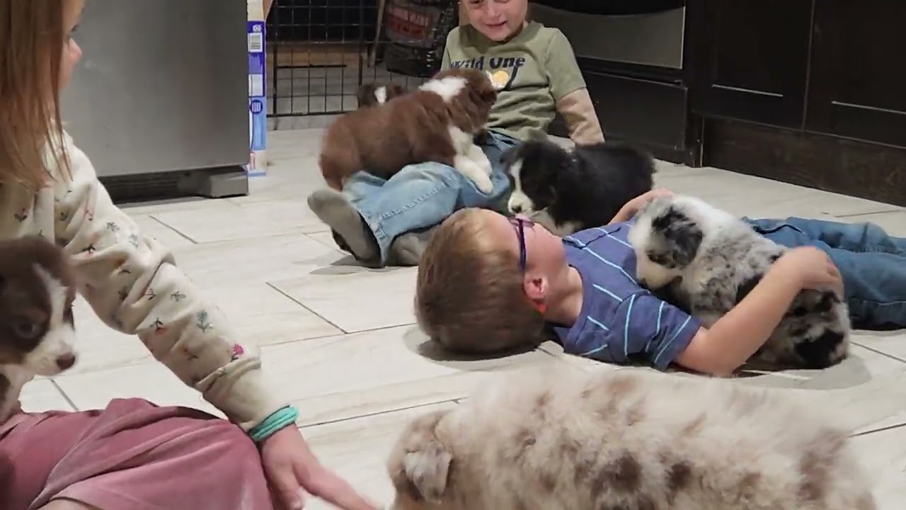 Toolbox litter of AKC Australian Shepherd puppies - Pepper & Buck
