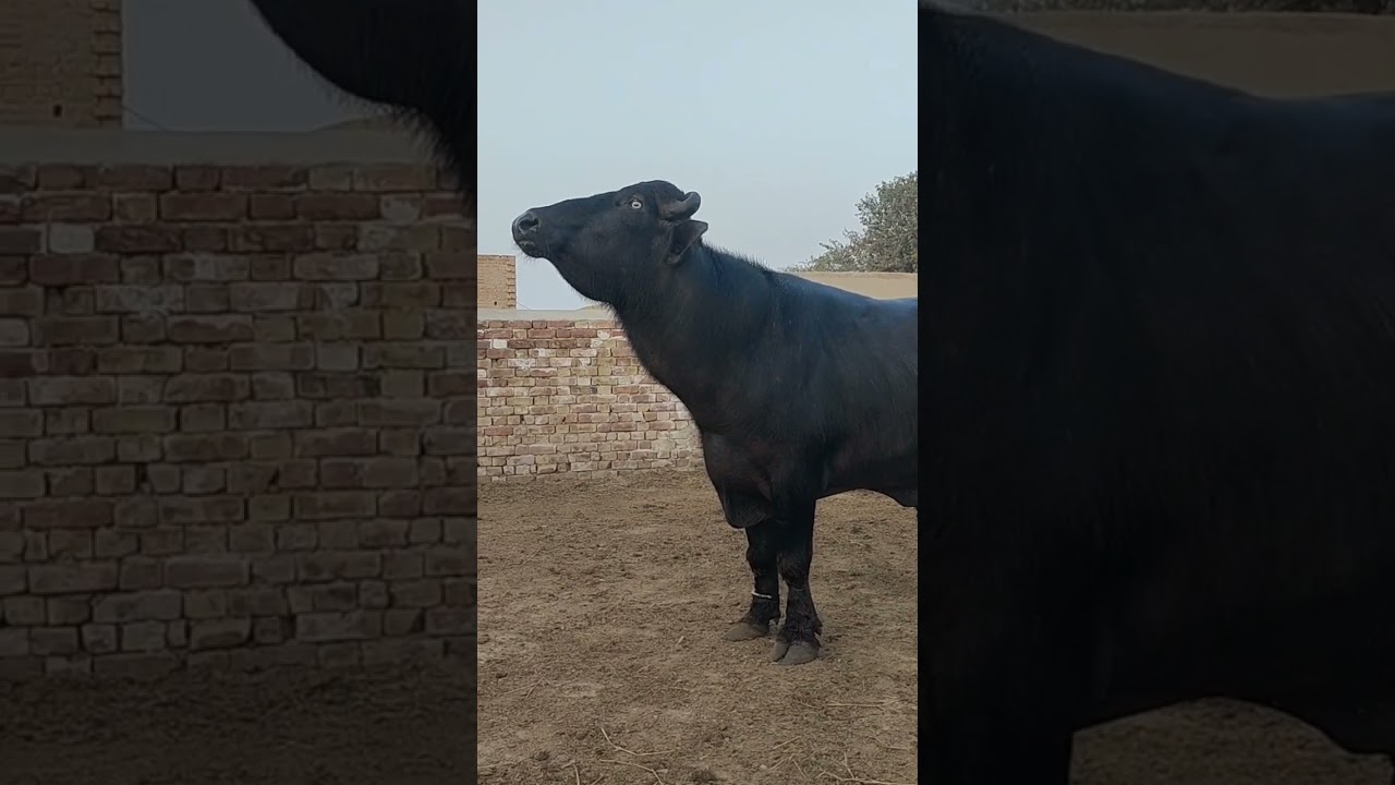 pure nili Ravi buffalo Top High bread Bull for sale satluj punjab TV #purenilibuffalo #