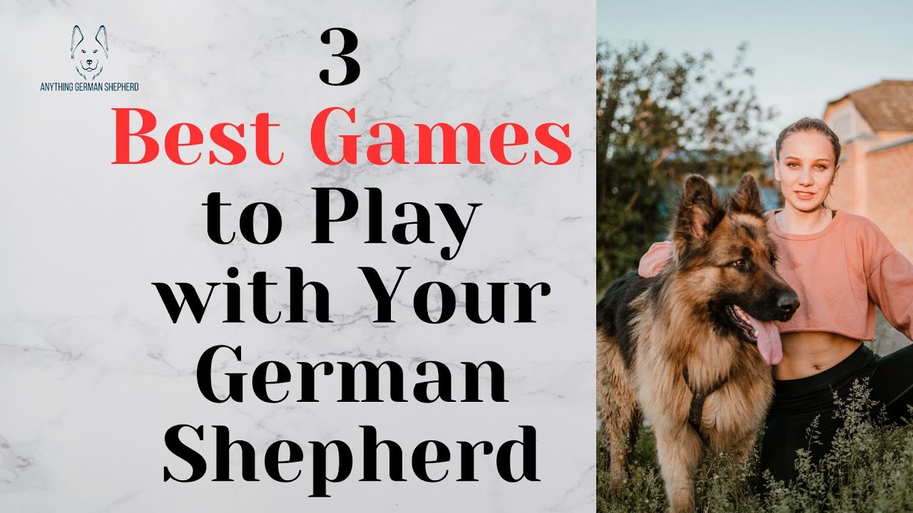 3 Best Games to Play with Your German Shepherd