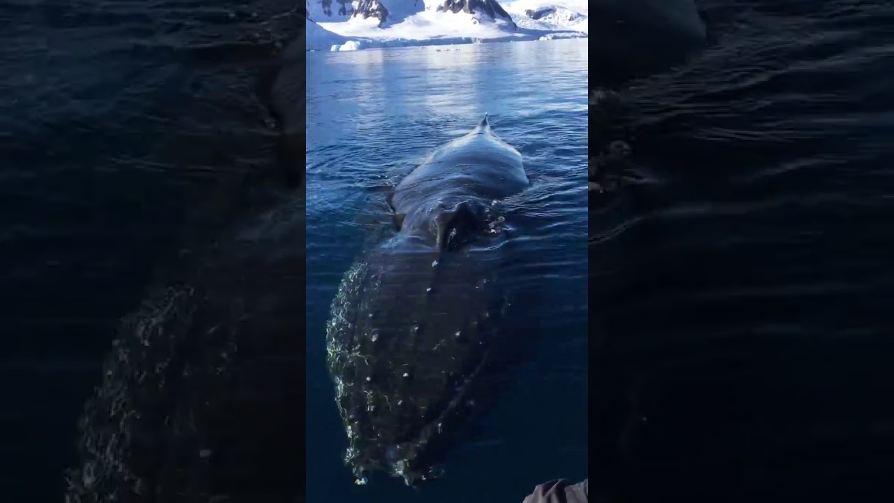 Close encounter met Bultrug
