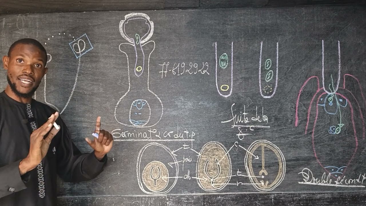 Cours Svt TS : la double fécondation ( partie 1)