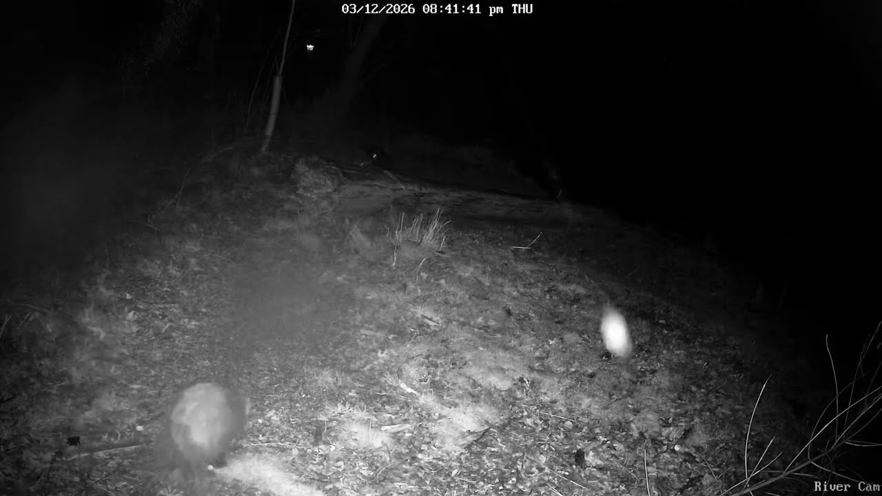 Opossum in the Rain