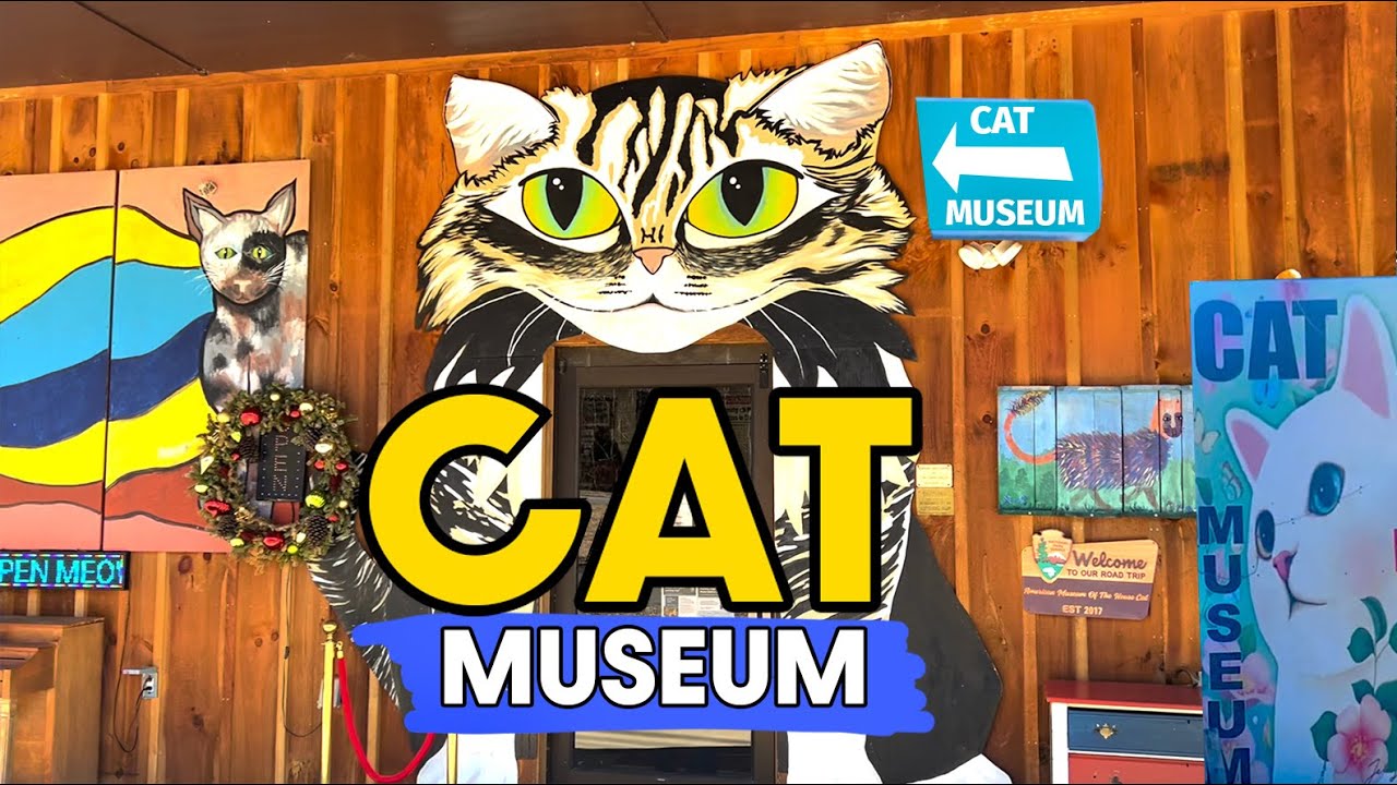 Inside the American Museum of the House Cat